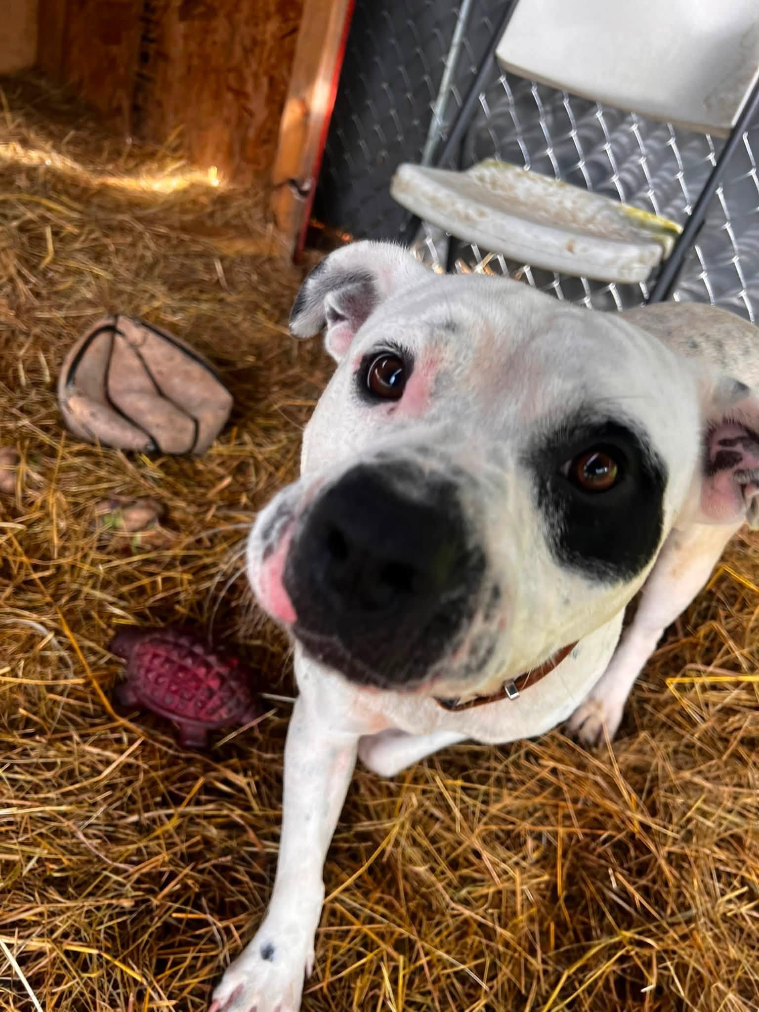Enlarge Ringo, a Adopted mixed breed in Gainesboro, TN image 2/3