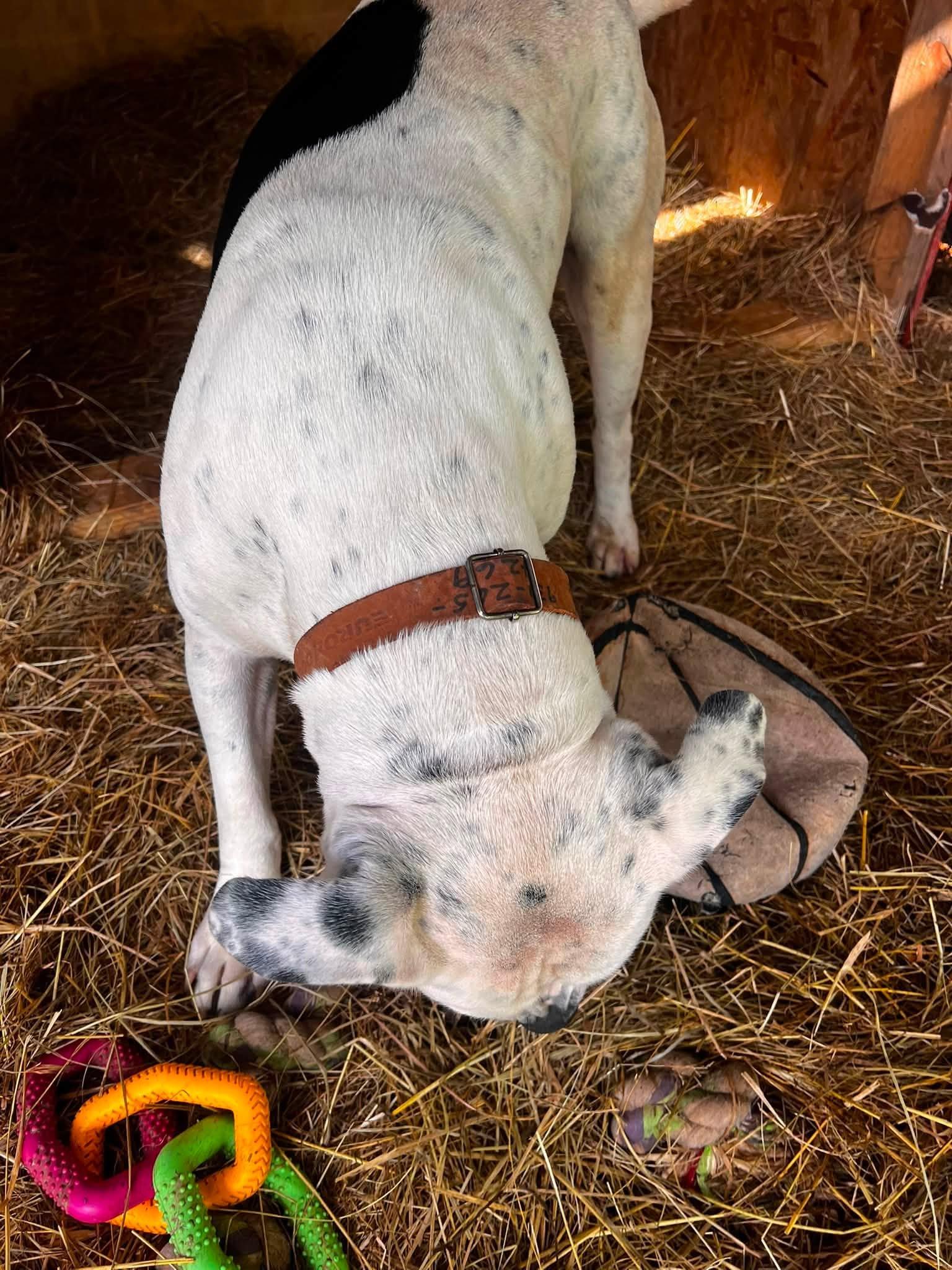 Enlarge Ringo, a Adopted mixed breed in Gainesboro, TN image 3/3