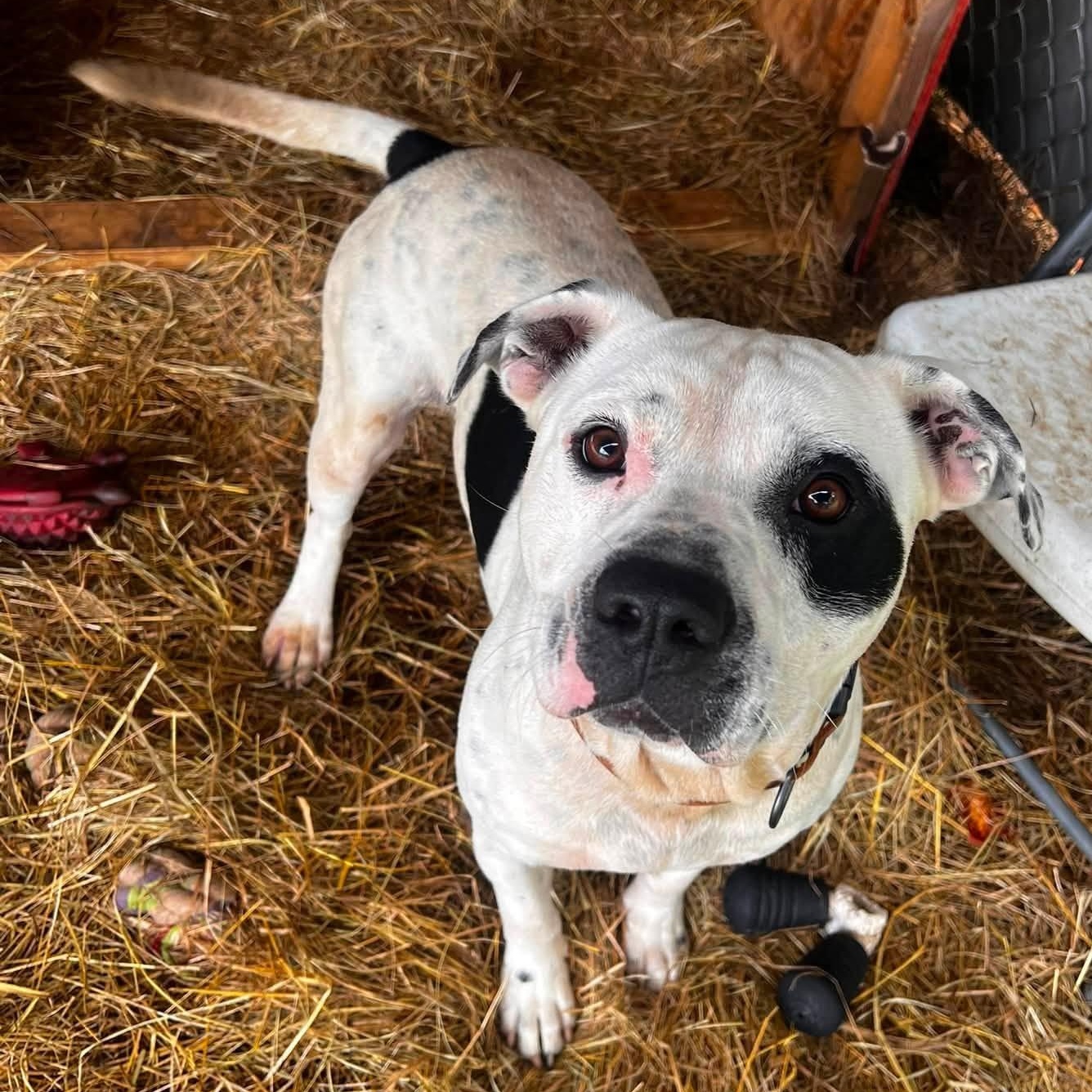 Ringo, Adopted, Young Male Pit Bull Terrier & Dalmatian.