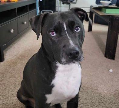 Enlarge Anne, a Adoptable mixed breed in Brooklyn Center, MN image 1/3