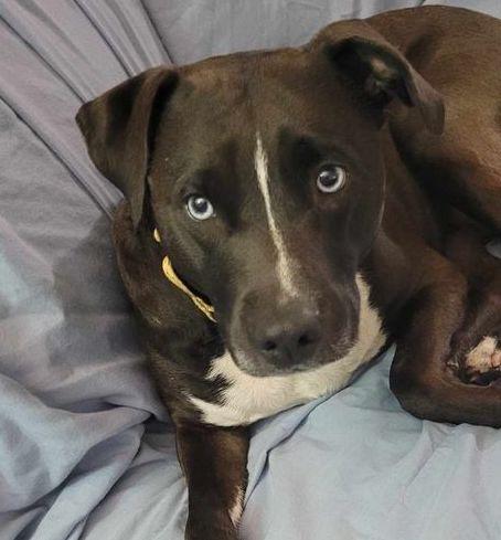 Enlarge Anne, a Adoptable mixed breed in Brooklyn Center, MN image 2/3