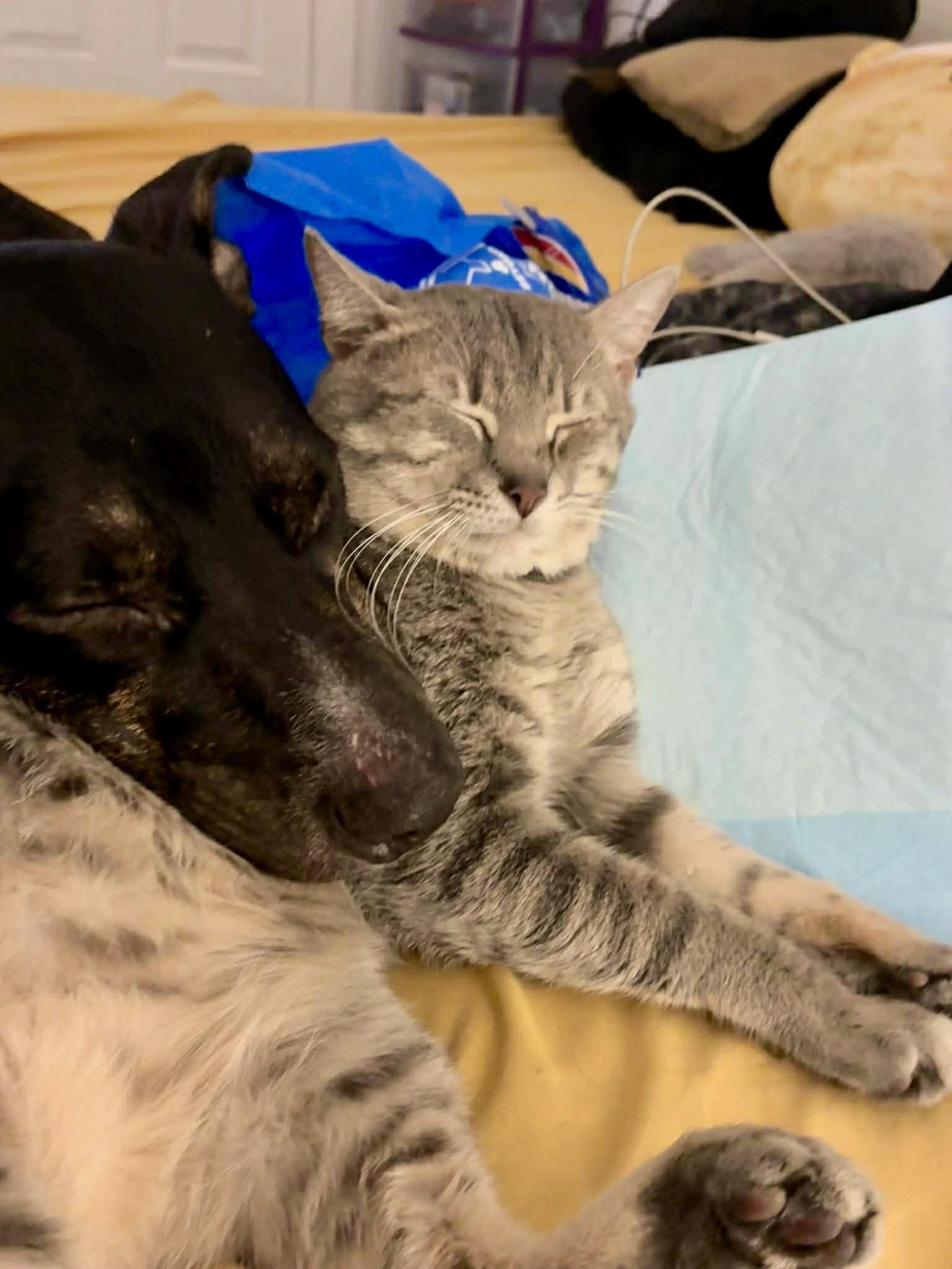 Enlarge Amaya, a Adoptable Australian Cattle Dog / Blue Heeler in Kent, WA image 4/6