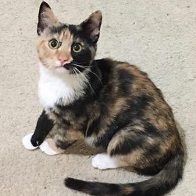 Enlarge Ramona, a ADOPTABLE mixed breed in Anchorage, AK image 1/6