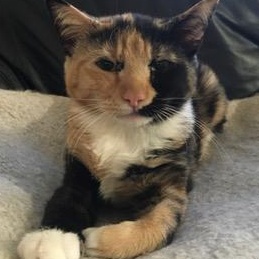 Enlarge Ramona, a ADOPTABLE mixed breed in Anchorage, AK image 3/6