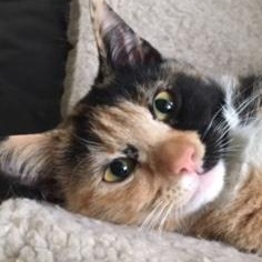 Enlarge Ramona, a ADOPTABLE mixed breed in Anchorage, AK image 2/6