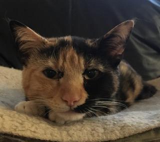 Enlarge Ramona, a ADOPTABLE mixed breed in Anchorage, AK image 5/6