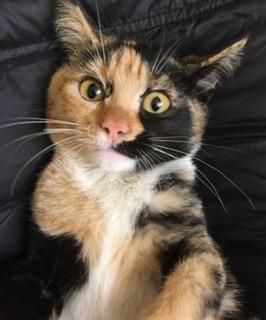 Enlarge Ramona, a ADOPTABLE mixed breed in Anchorage, AK image 4/6