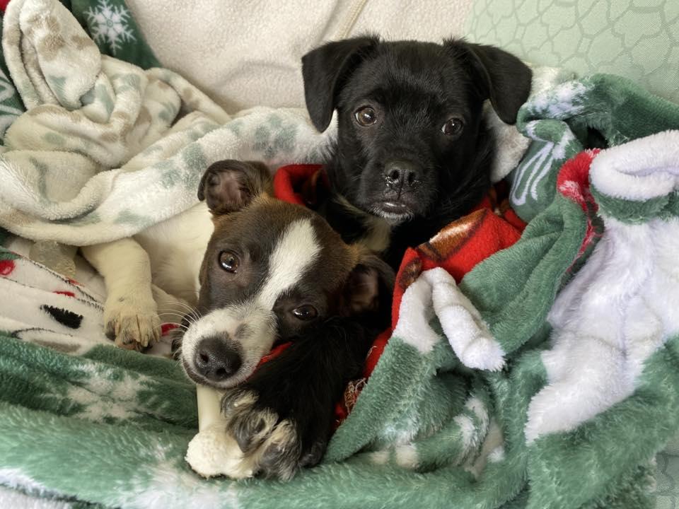 Enlarge Rufus, a ADOPTABLE mixed breed in Eugene, OR image 4/4