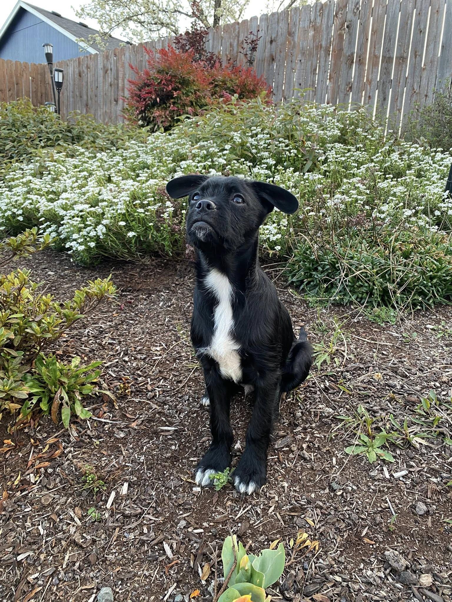 Enlarge Rufus, a ADOPTABLE mixed breed in Eugene, OR image 3/4