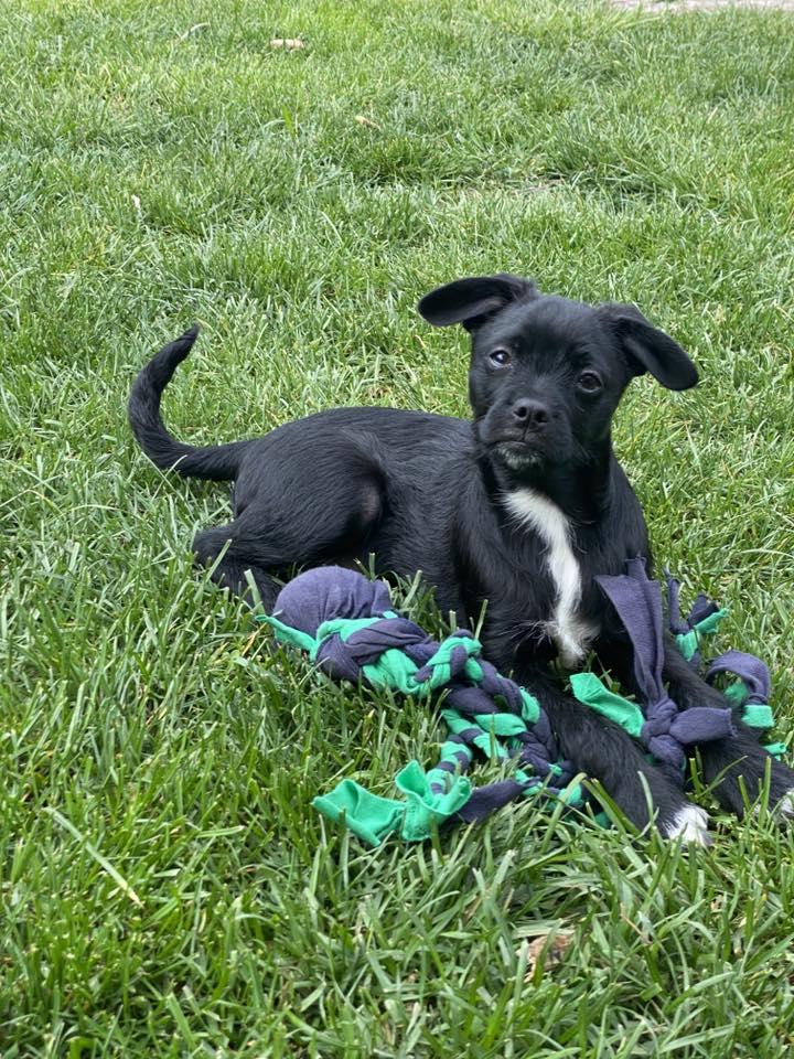 Enlarge Rufus, a ADOPTABLE mixed breed in Eugene, OR image 2/4