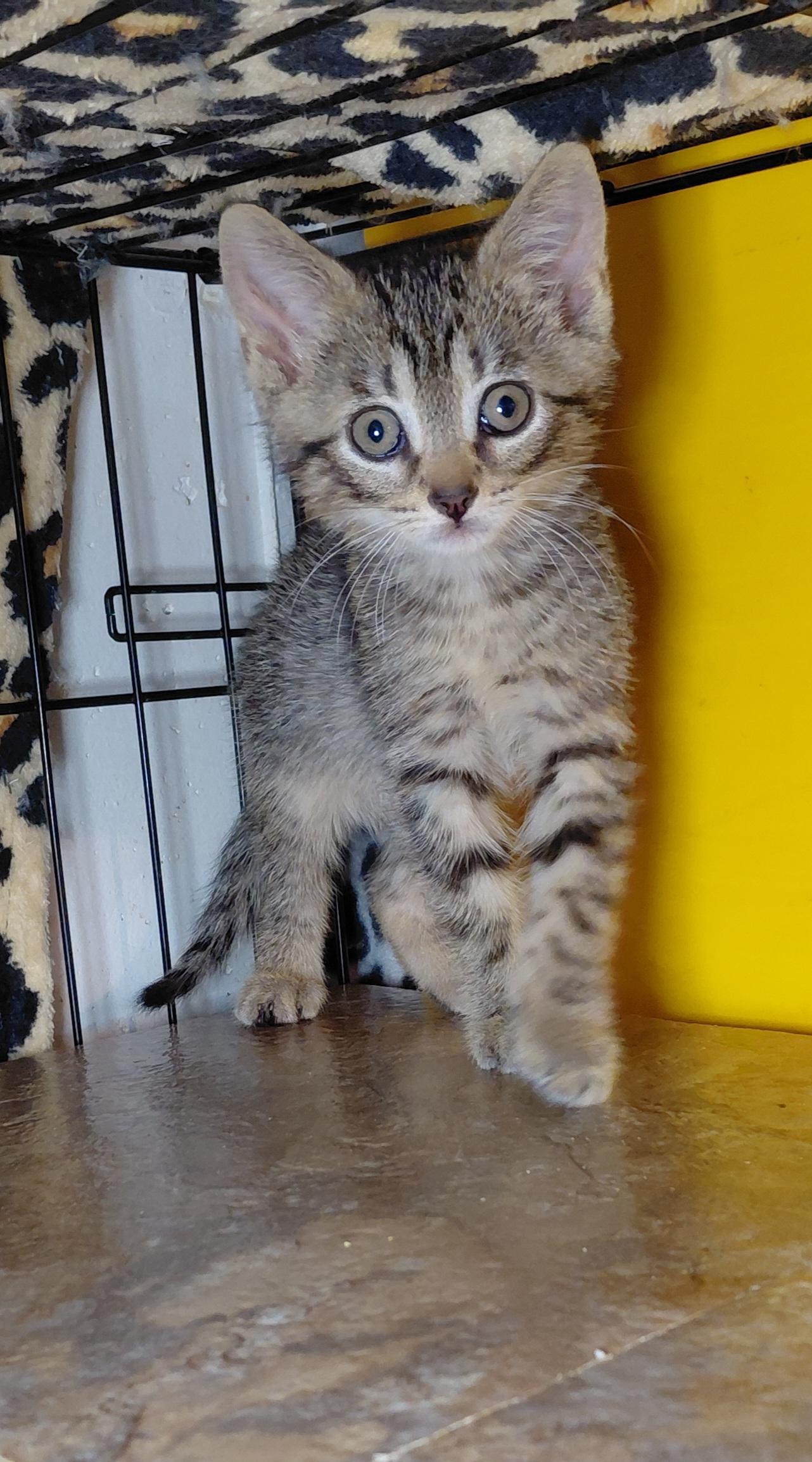 Penne, adopted, Kitten Male Domestic Short Hair.