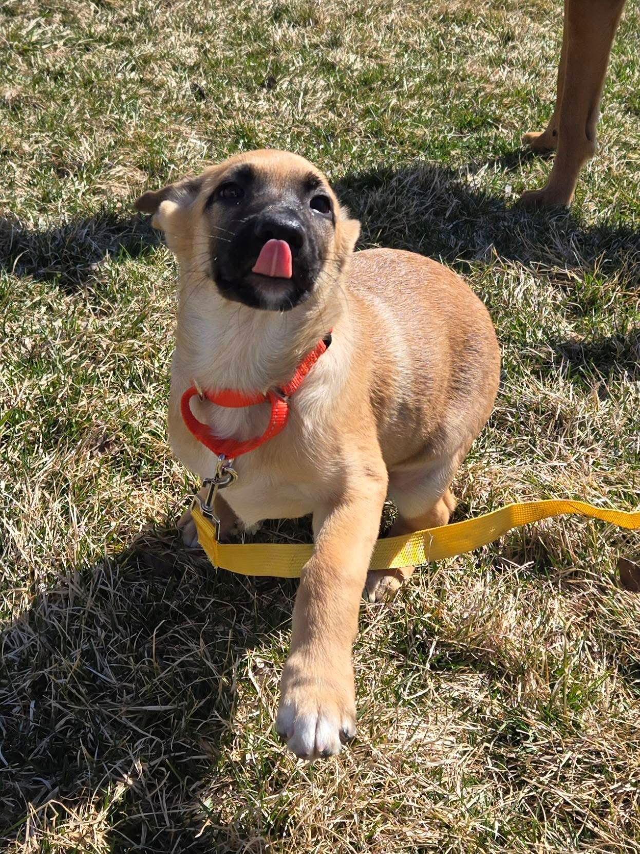 Enlarge Peter, a Adoptable mixed breed in New London, WI image 1/3