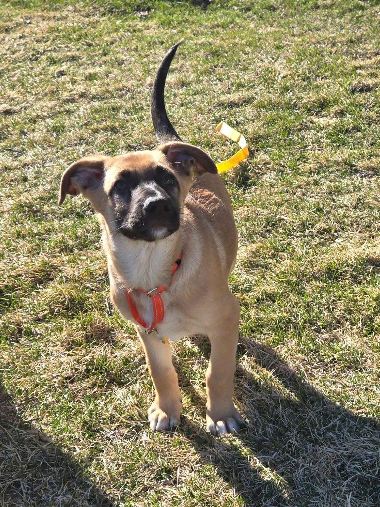 Enlarge Peter, a Adoptable mixed breed in New London, WI image 2/3