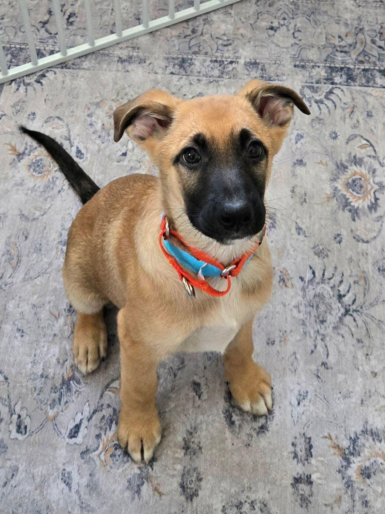 Enlarge Peter, a Adoptable mixed breed in New London, WI image 3/3