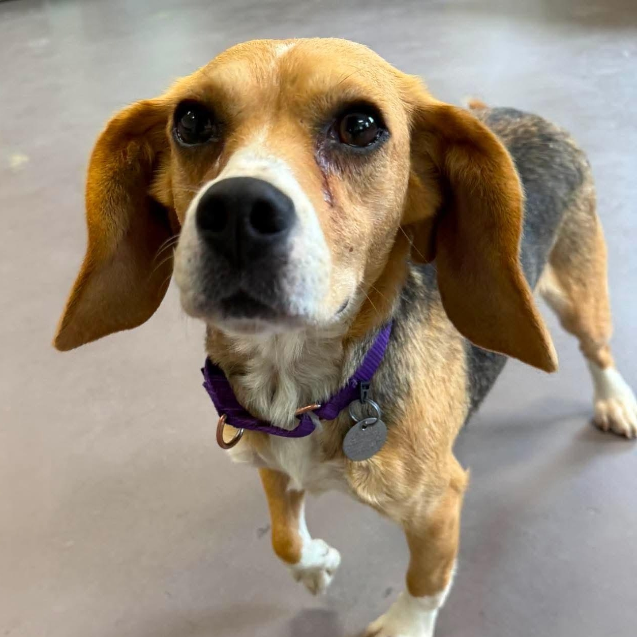 Enlarge June, a ADOPTABLE Beagle in Springfield, VT image 2/6