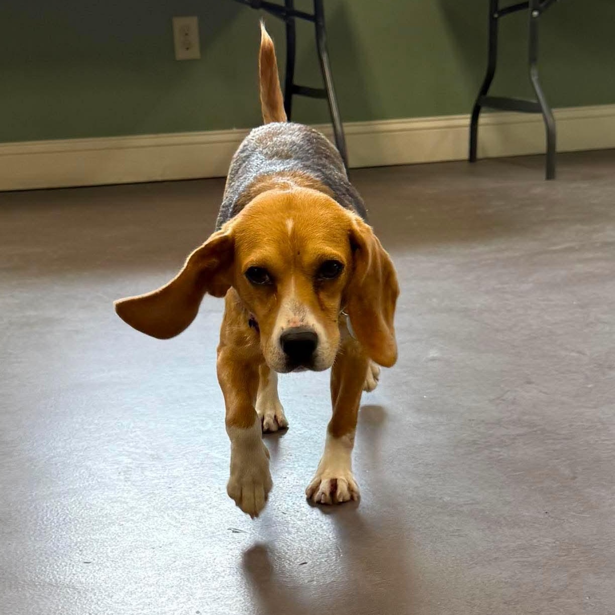 Enlarge June, a ADOPTABLE Beagle in Springfield, VT image 6/6