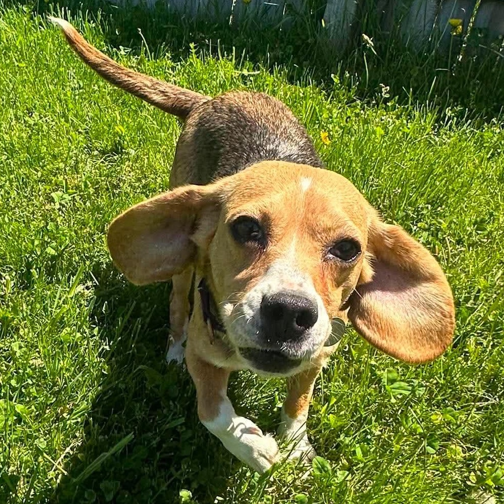 Enlarge June, a ADOPTABLE Beagle in Springfield, VT image 1/6