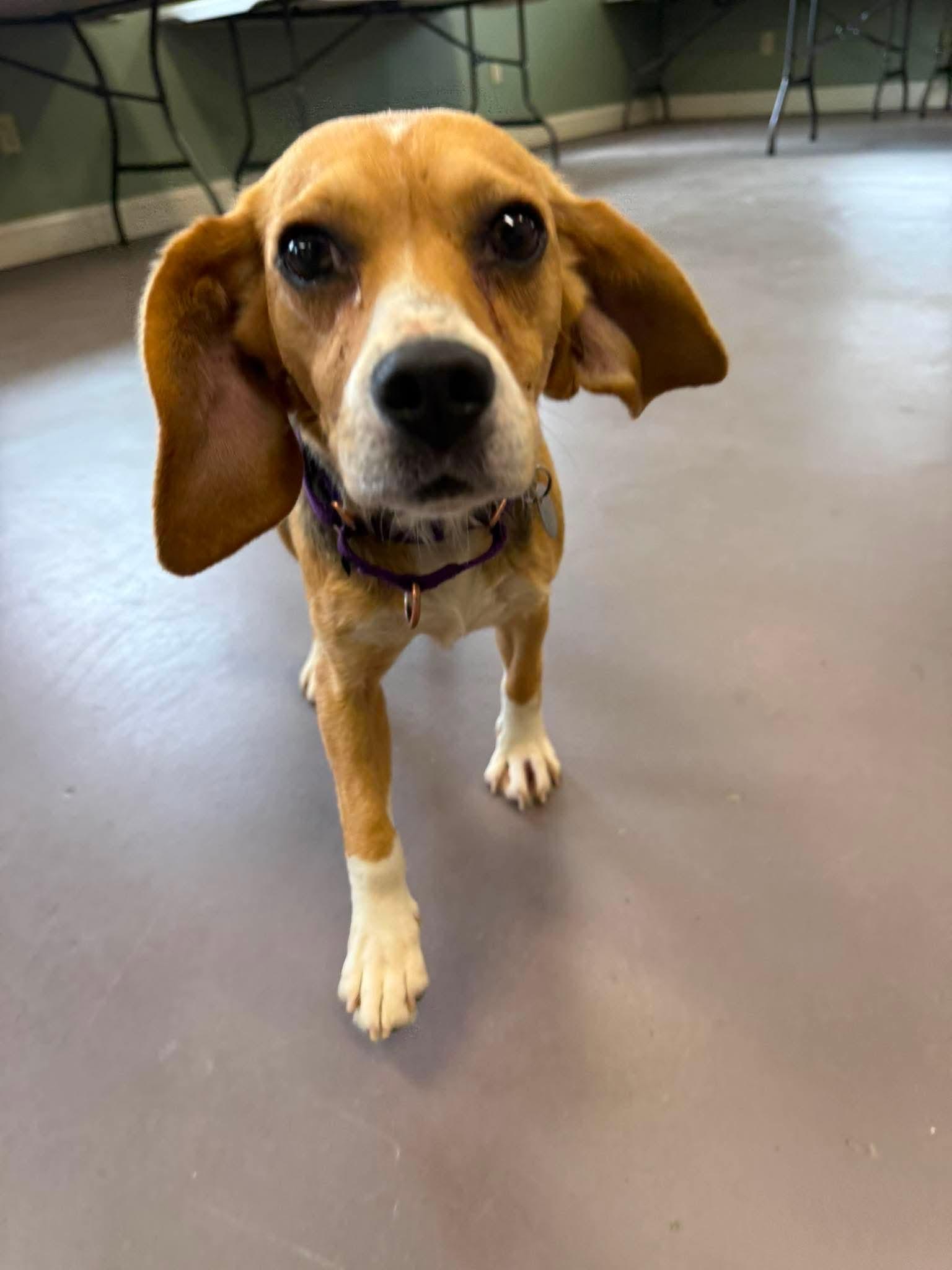 Enlarge June, a ADOPTABLE Beagle in Springfield, VT image 5/6