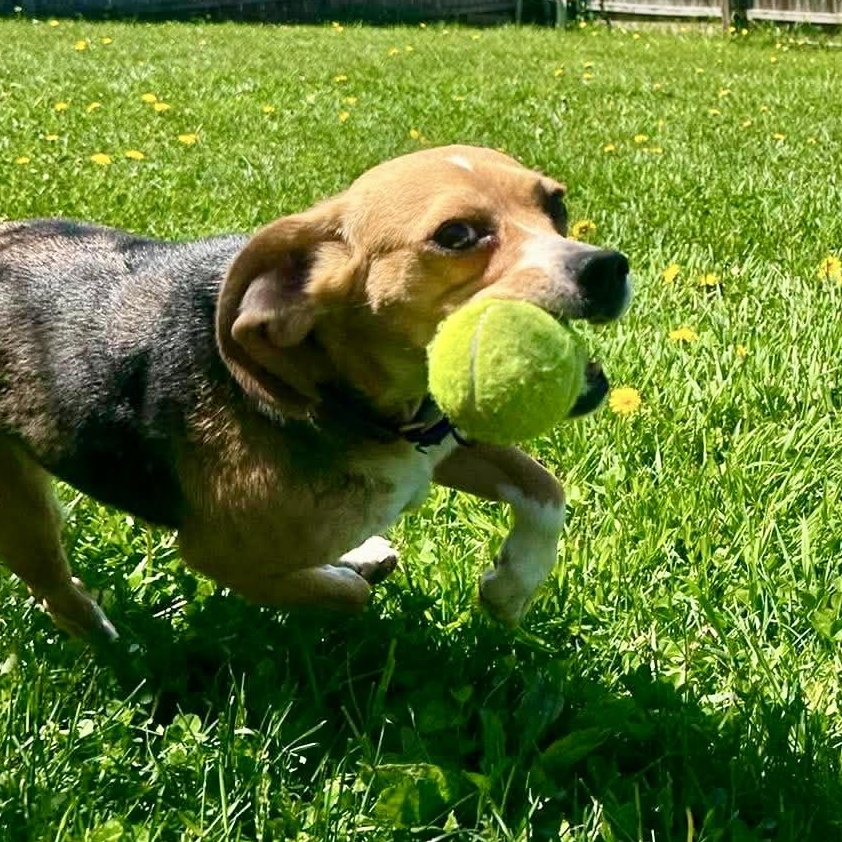 Enlarge June, a ADOPTABLE Beagle in Springfield, VT image 4/6