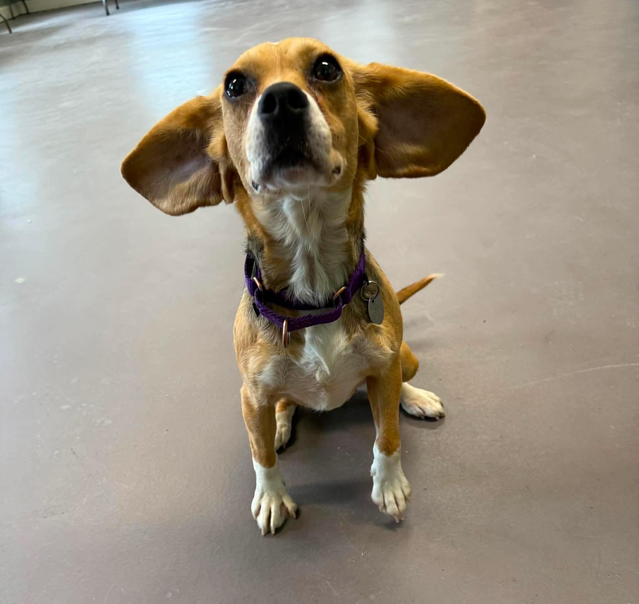 Enlarge June, a ADOPTABLE Beagle in Springfield, VT image 3/6