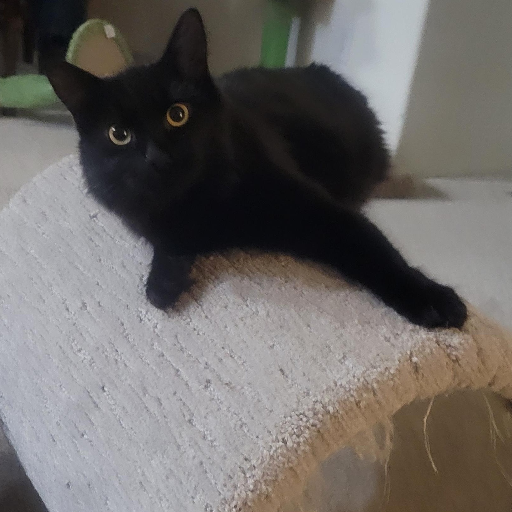 Tessa, Adoptable, Adult Female Domestic Medium Hair.