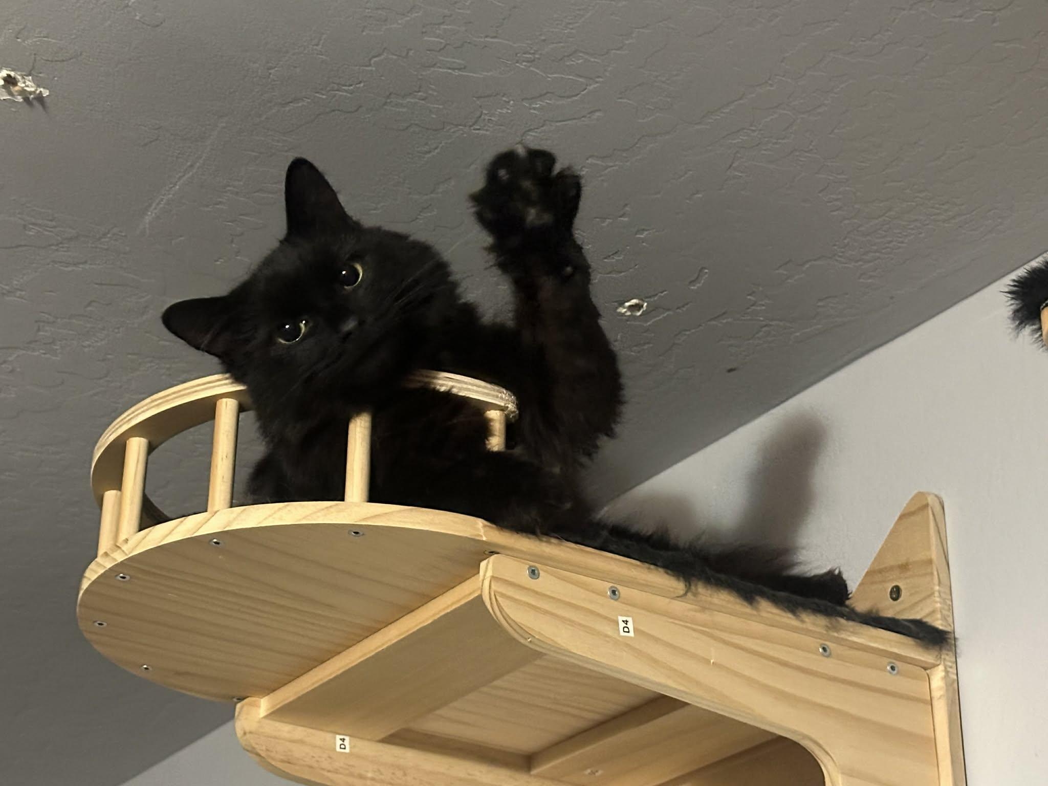 Tessa, a Adoptable Domestic Medium Hair image 3/4