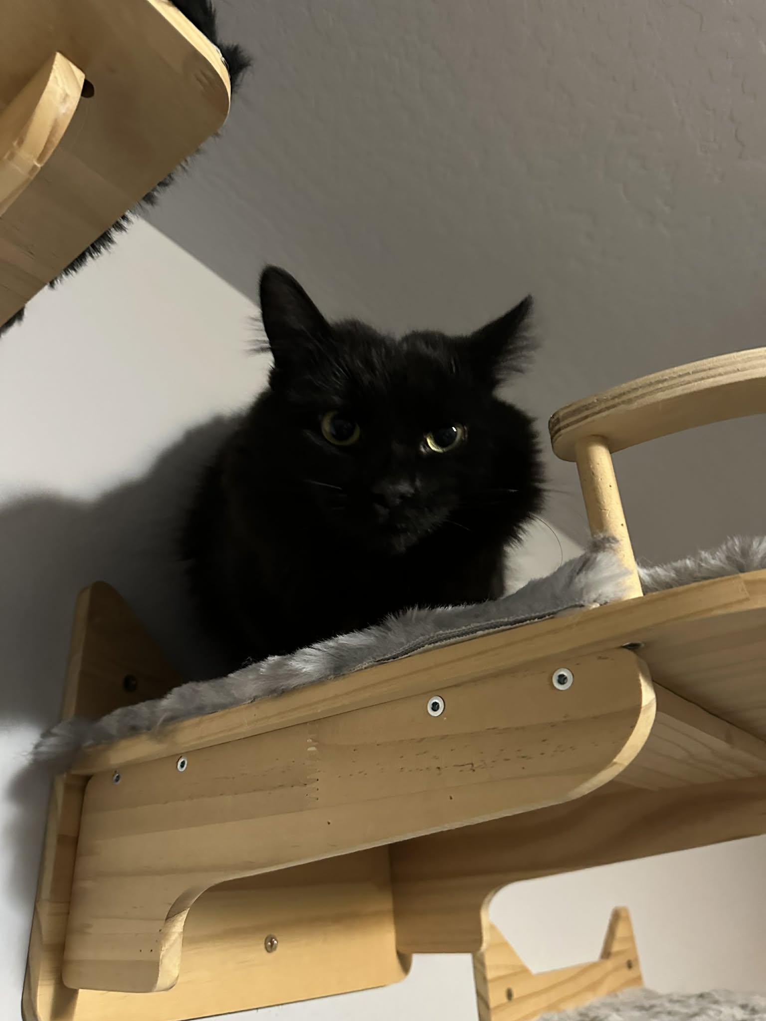 Tessa, Adoptable, Adult Female Domestic Medium Hair.