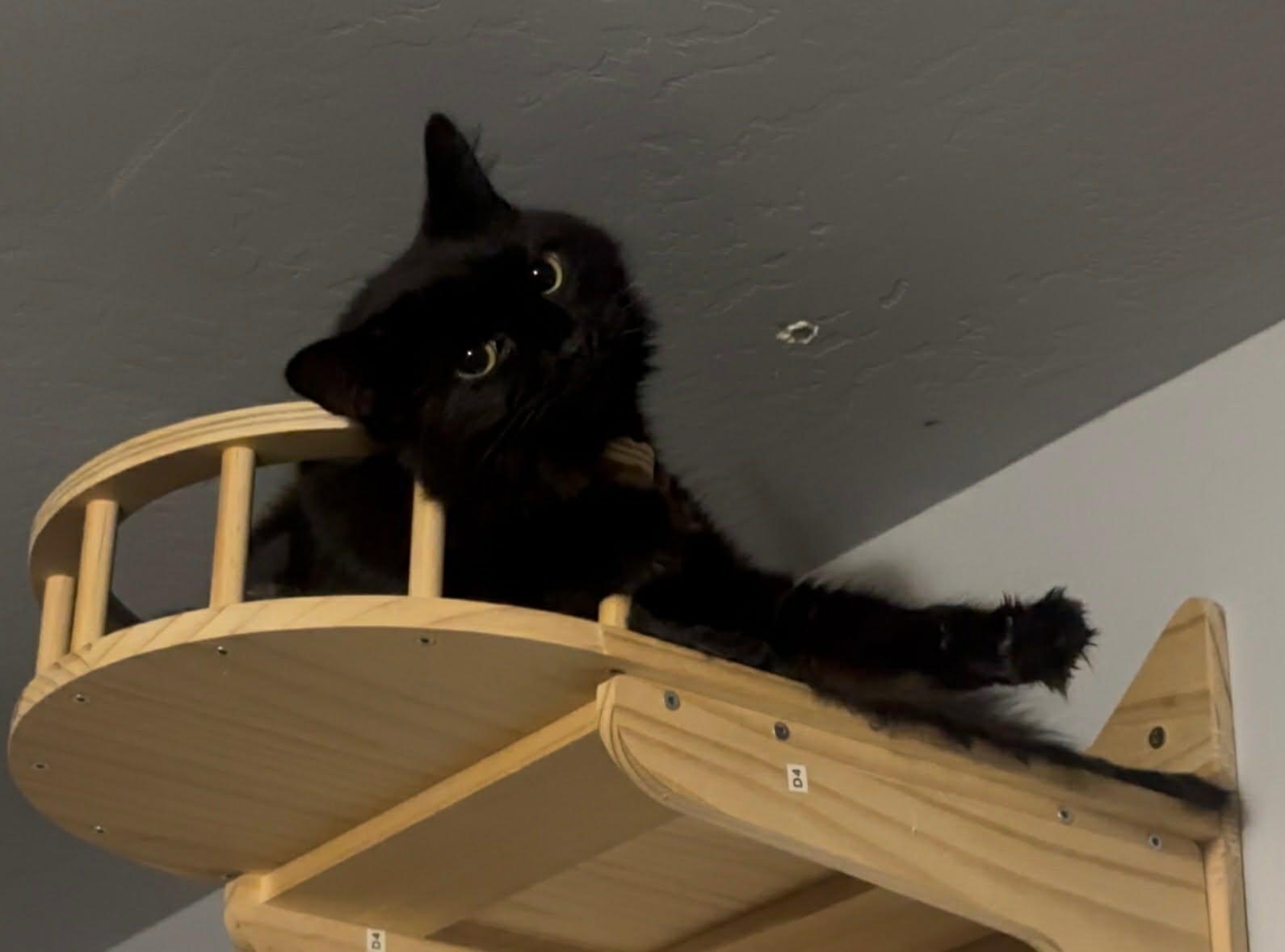 Tessa, a Adoptable Domestic Medium Hair image 2/4