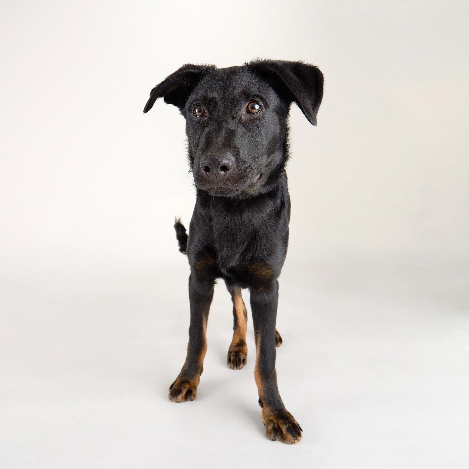 Enlarge Pluto - Lively young pup!, a Adoptable mixed breed in League City, TX image 6/6