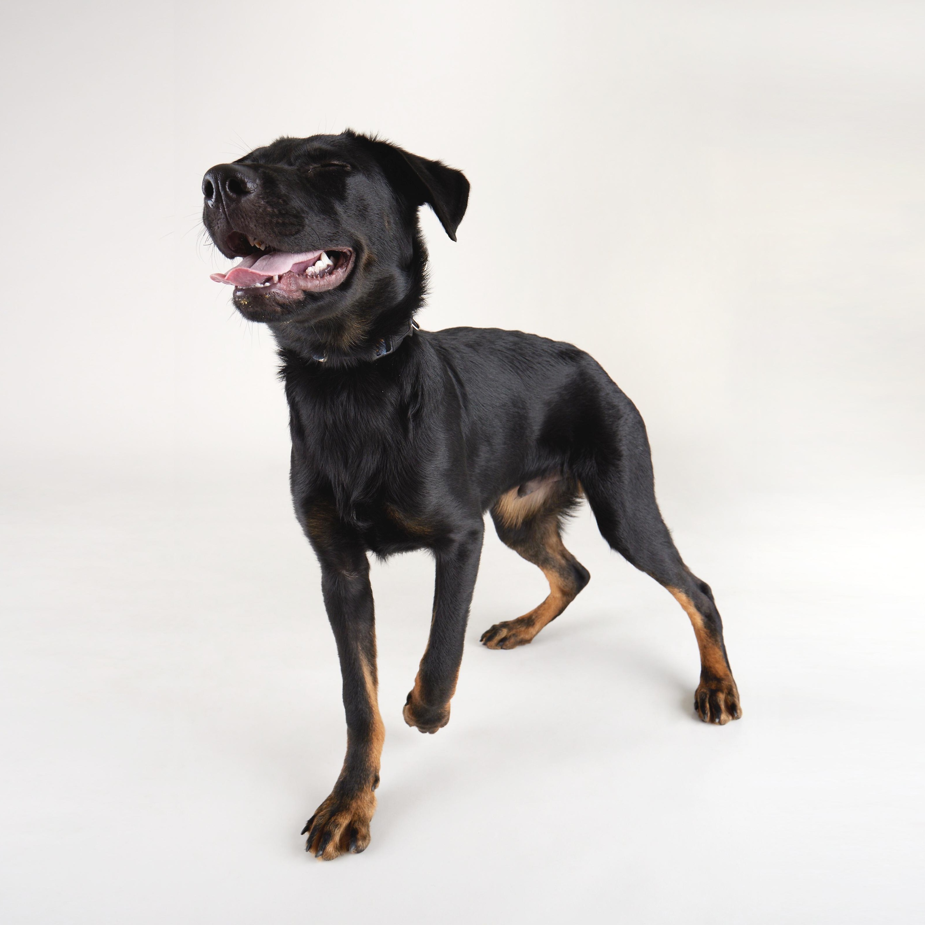 Pluto - Lively young pup!