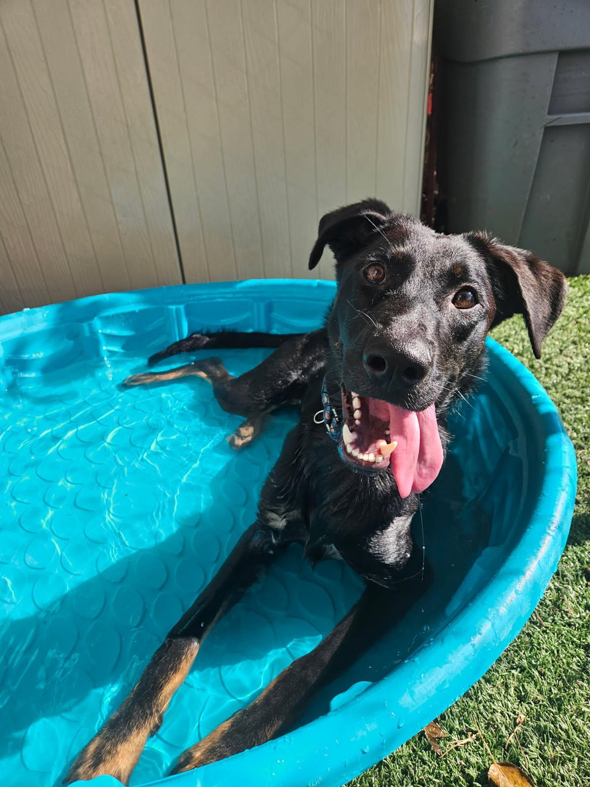 Pluto - Lively young pup!