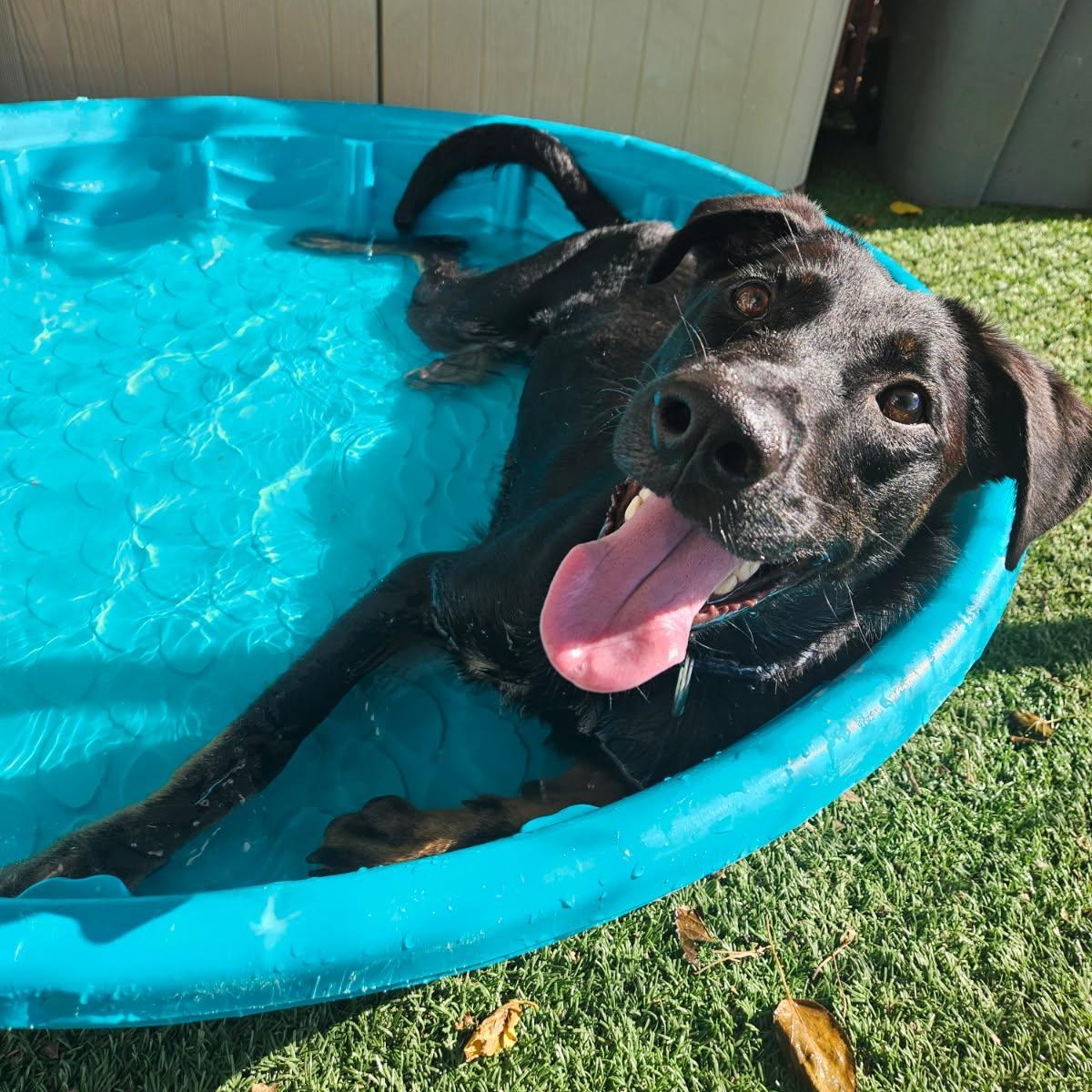 Pluto - Lively young pup!, a Adoptable mixed breed in League City, TX image 1/6