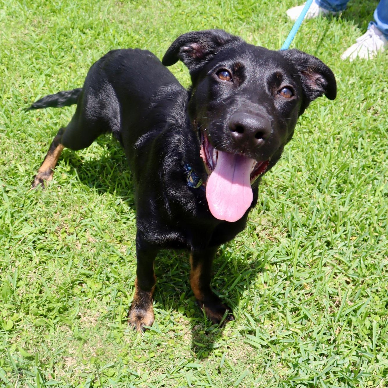 Pluto - Lively young pup!