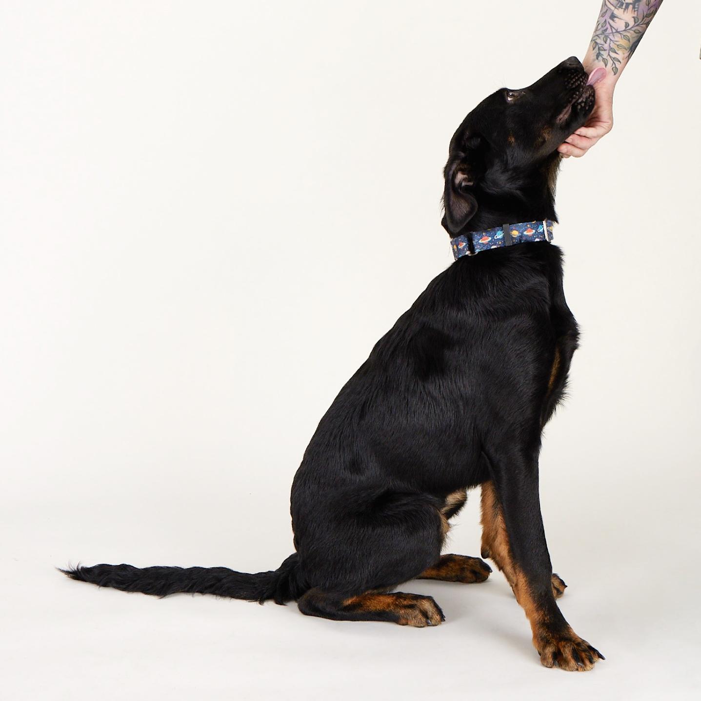 Pluto - Lively young pup!