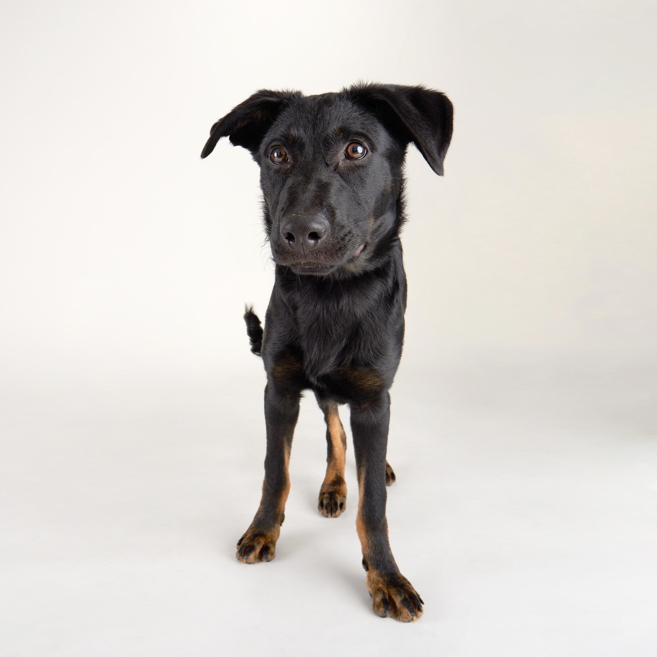 Pluto - Lively young pup!