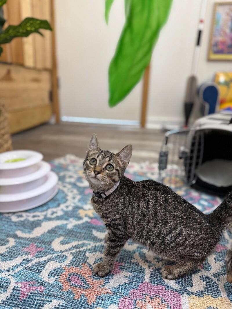 Cat for adoption Bronx New York, a Domestic Short Hair & Tabby Mix in