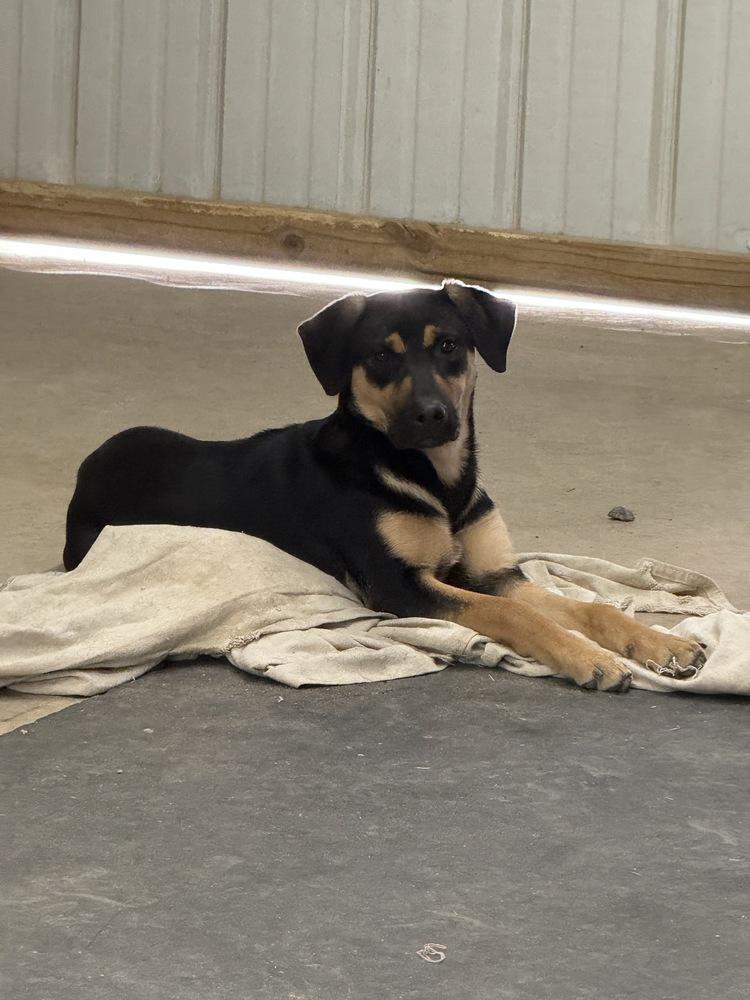 Enlarge Bashful Dwarf, a Adoptable mixed breed in Boston, MA image 1/4