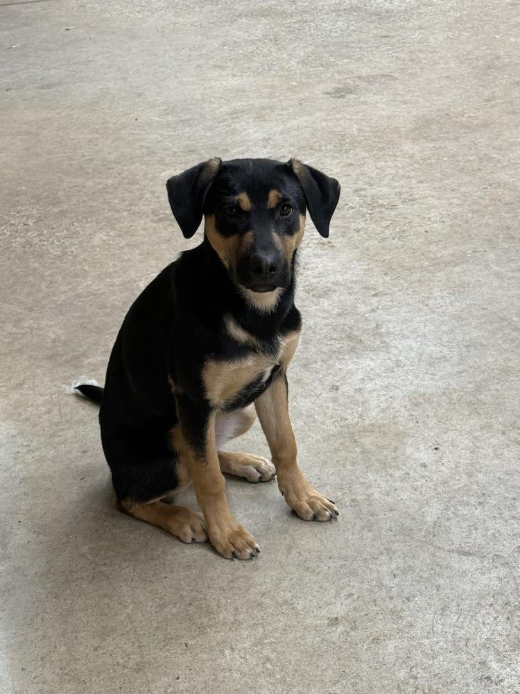 Bashful Dwarf — thumbnail 2