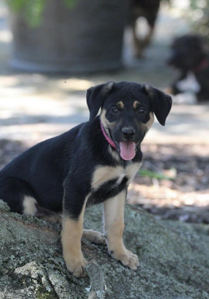 Enlarge Bashful Dwarf, a Adoptable mixed breed in Boston, MA image 3/4