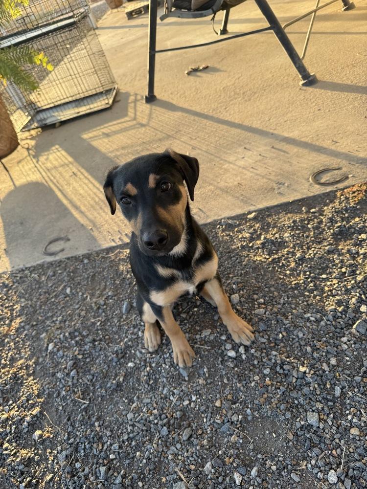 Bashful Dwarf — thumbnail 4