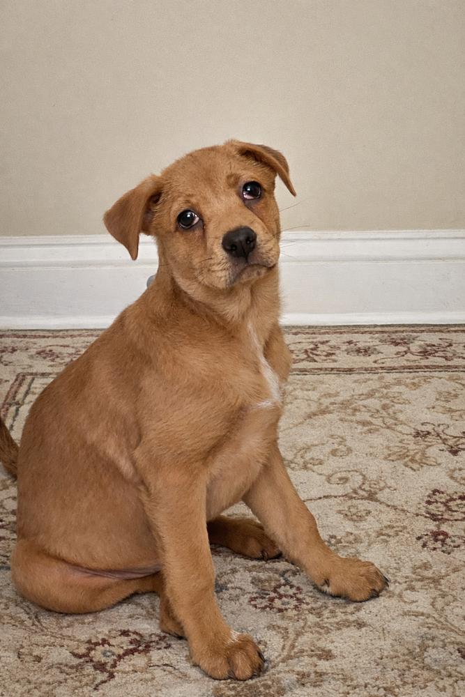 Jia, Adoptable, Puppy Female Shar-Pei & Chow Chow.