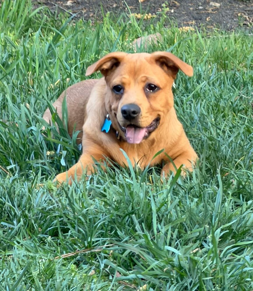 Enlarge Jia, a Adoptable mixed breed in Youngsville, NC image 5/6