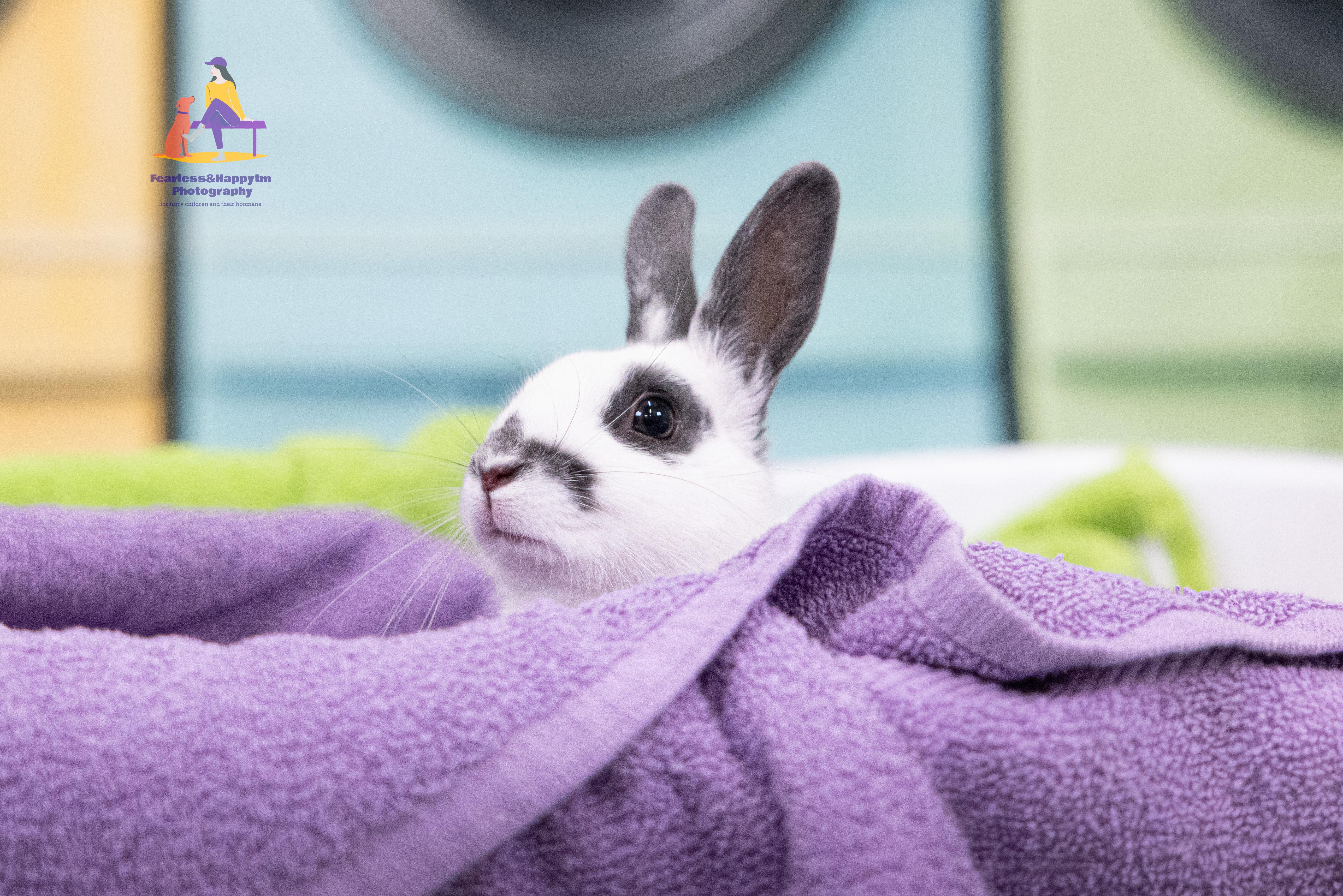 Enlarge Nibbletron, an adoptable American in Hamilton, ON image 3/6