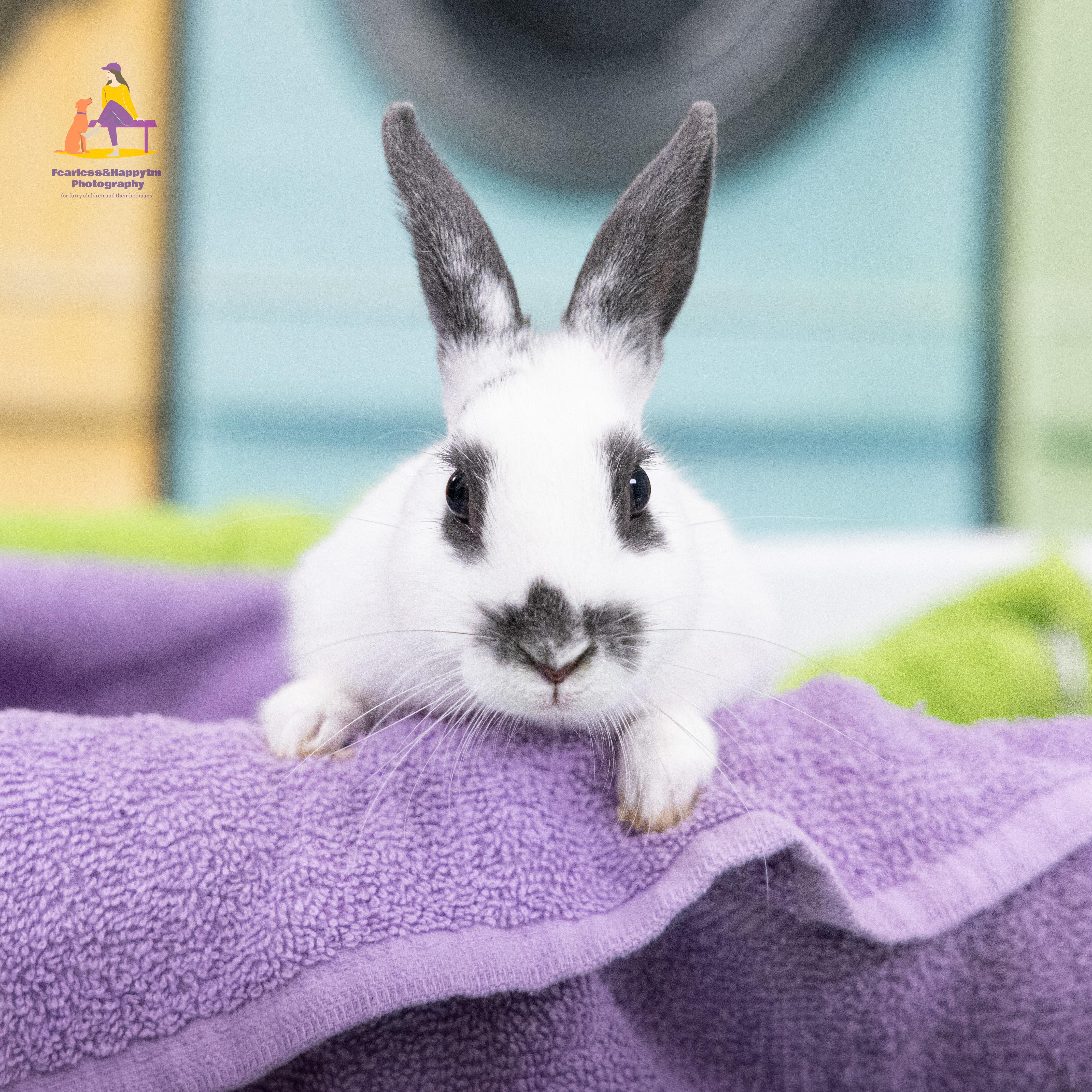 Nibbletron, adoptable, Young Male American.