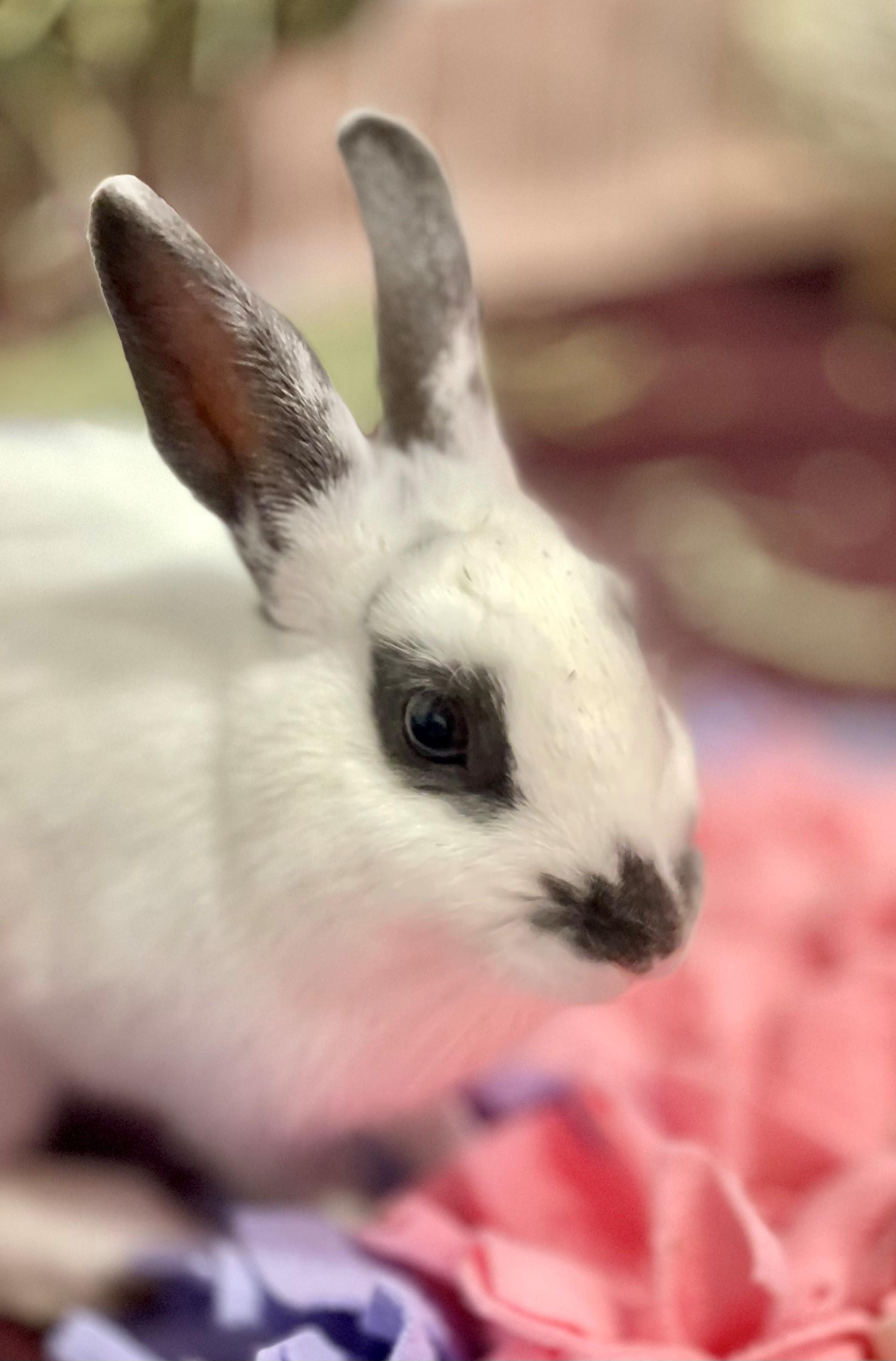 Enlarge Nibbletron, an adoptable American in Hamilton, ON image 6/6