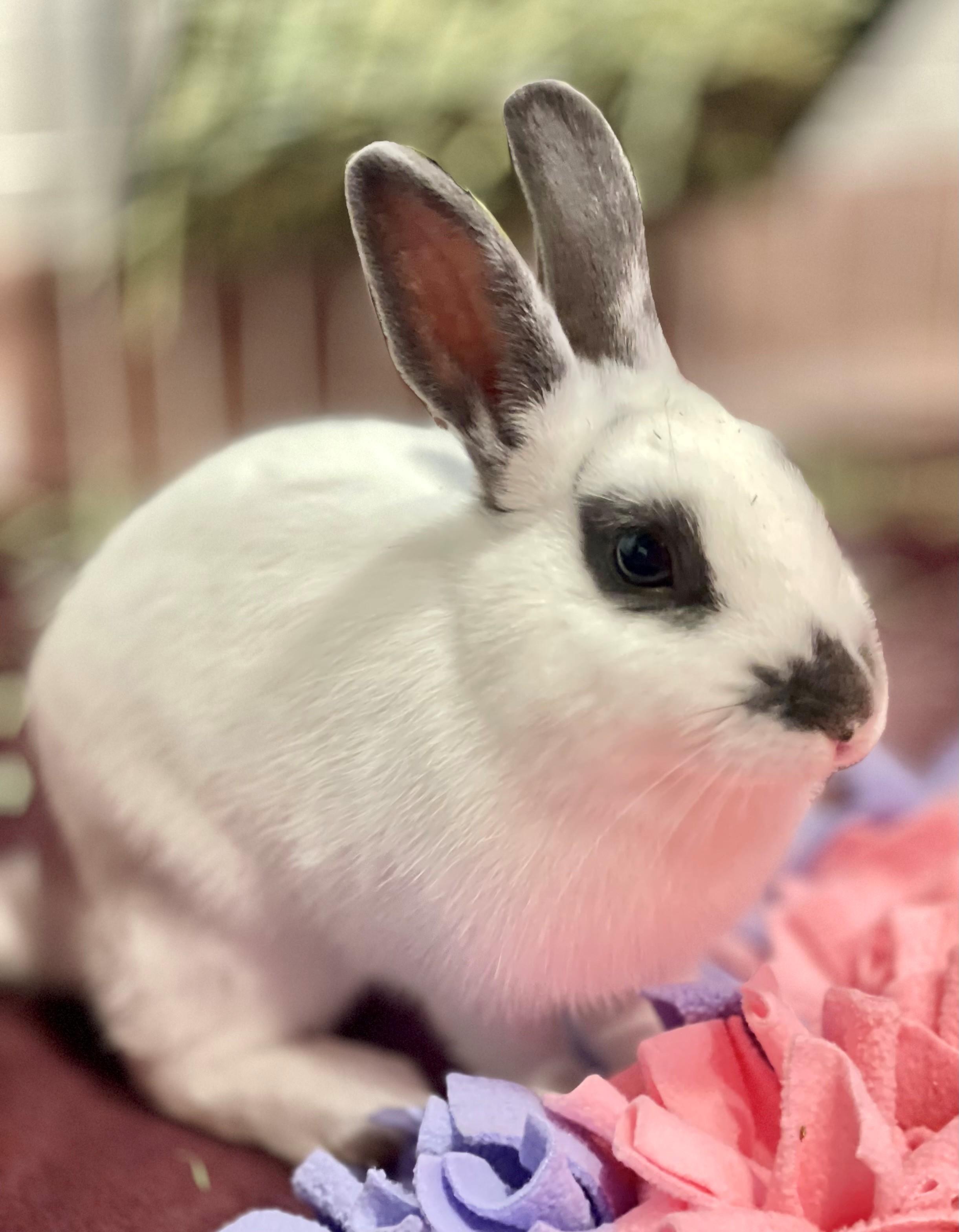 Enlarge Nibbletron, an adoptable American in Hamilton, ON image 5/6