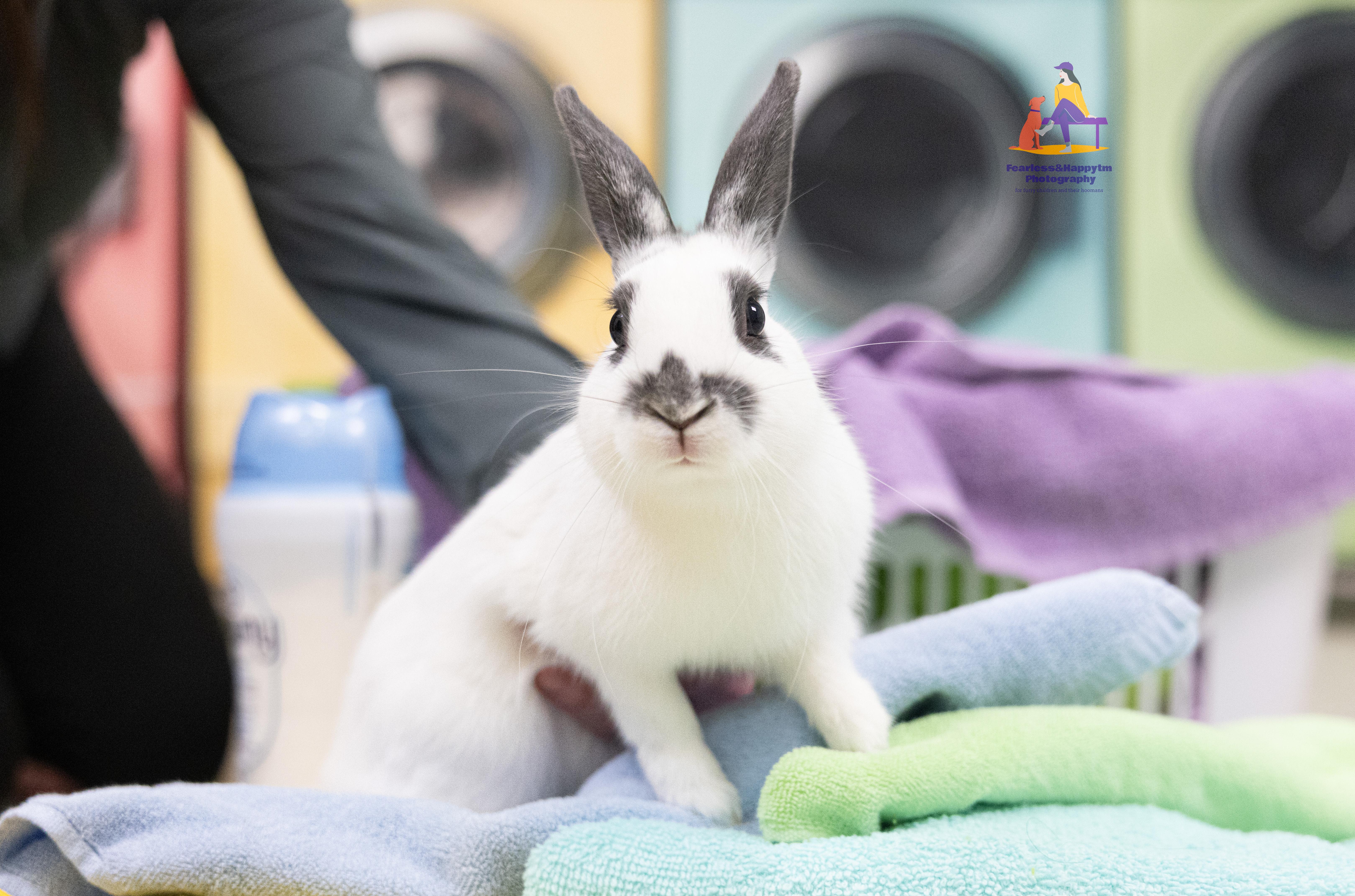 Enlarge Nibbletron, an adoptable American in Hamilton, ON image 4/6