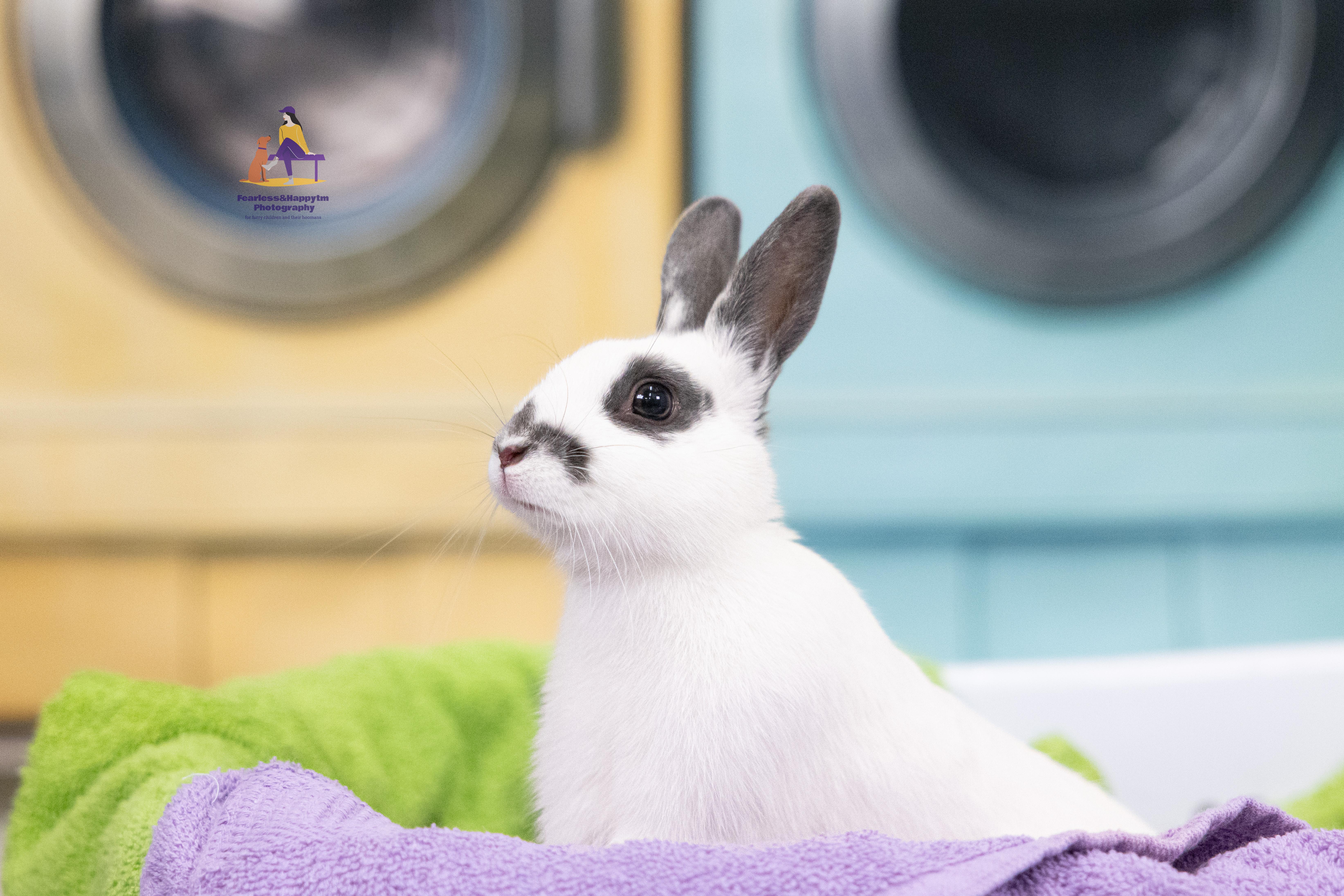 Enlarge Nibbletron, an adoptable American in Hamilton, ON image 2/6