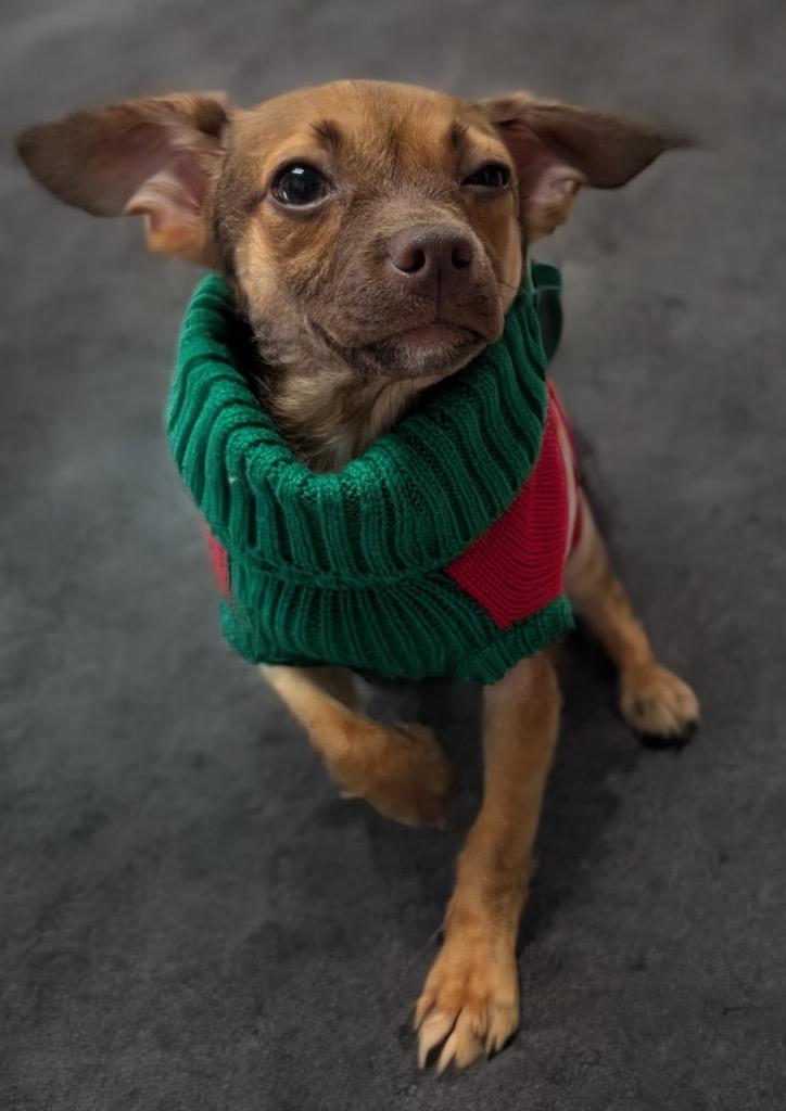 Pocus, Adopted, Puppy Female Chihuahua & Terrier.