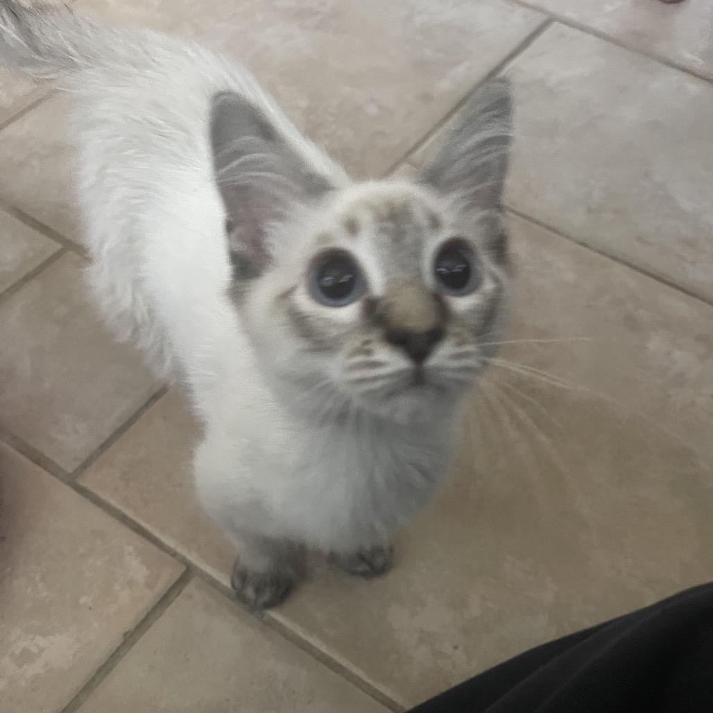 Walden, Adoptable, Kitten Female Siamese.